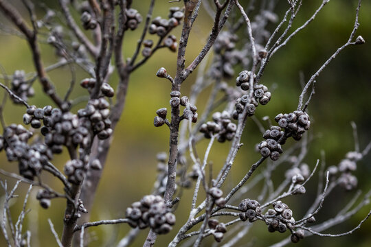 tree branch with gum nuts