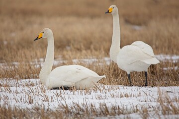 Two Whooper swans (Cygnus cygnus), also known as the common swans on the field during spring...