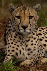 Cheetahs of Africa