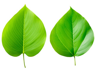 Obraz premium Green leaves on a transparent background