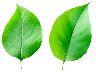 Obraz premium Green leaves on a transparent background