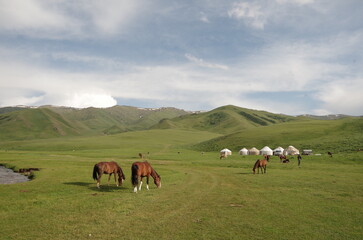 Fototapeta na wymiar Nomadic life in Kyrgyzstan, herd of horses, yurts, meadows and kyrgyzs native people