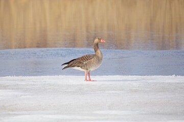 Greylag Goose (Anser anser) standing on a snowy seashore in spring.