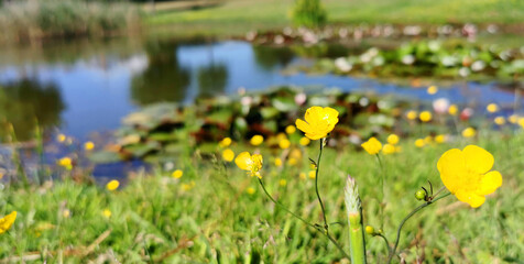 Yellow buttercup flowers blooming in the green grass next to a pond