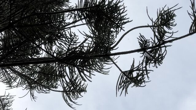 Branches of Araucaria plant swaying in the wind