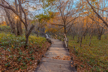 Fototapeta na wymiar Mysterious wooden path in a forest during Autumn
