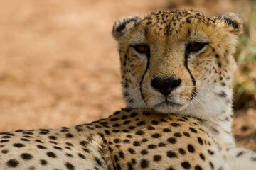 Cheetahs of Africa