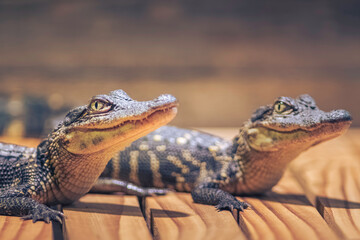 Baby Alligators