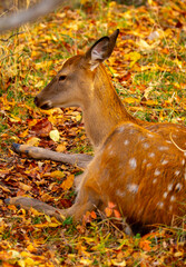 Beautiful sika deer in the autumn forest against the background of colorful foliage of trees. The deer looks to the sides and chews the grass. Fabulous forest autumn landscape with wild animals.