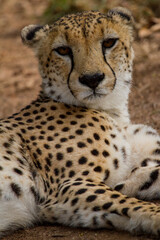 Cheetahs of Africa