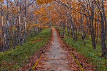 Fototapeta na wymiar Autumn in the forest