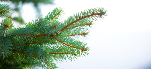 Fir branches close-up. Coniferous trees in the forest. Winter Christmas background. Christmas background, beautiful nature