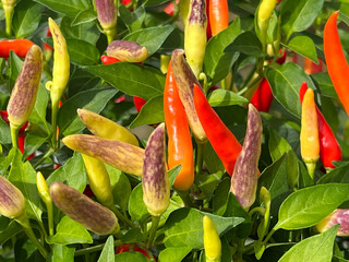 Chili-Mix, Peperoni, Capsicum, Annuum
