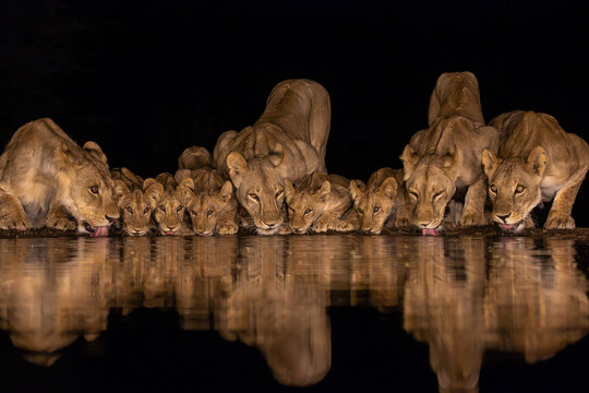 Nine lions with cubs drinking in the night