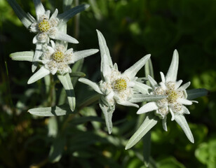 Edelweiss, Leontopodium, nivale