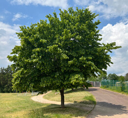 Hornbeam, Carpinus, betulus