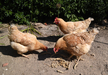 chickens, breed, sussex