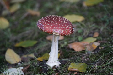 Beautiful Amanita muscaria, commonly known as the fly agaric or fly amanita, is a basidiomycete of the genus Amanita. Hanover, Germany.