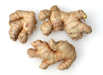 Ginger, Zingiber officinale