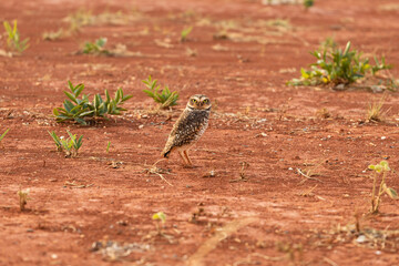 owl on red earth ground in central Brazil