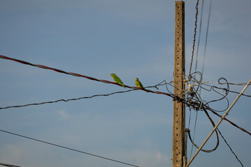 parrots on a lamppost in central Brazil