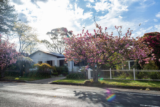 Pink springtime tree in front of home with garden in sunshine