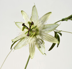 Passion flower, Passiflora, caerulea