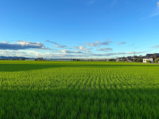 日本の田園風景。一面の水田。