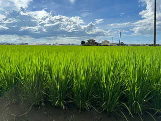 日本の田舎の風景。広がる水田。