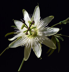 Fototapeta premium Passion flower, Passiflora, caerulea