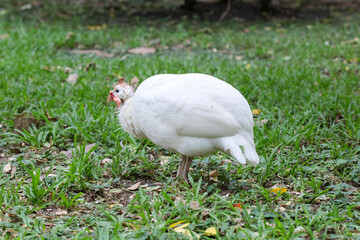 The guineafowl is rest on nature garden under tree