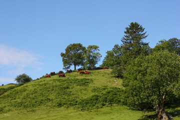 Herd of cows graze on a lush green hillside, illuminated by the warm rays of the sun.