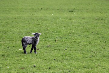Fototapeta premium Baby boreray sheep standing in the green meadow