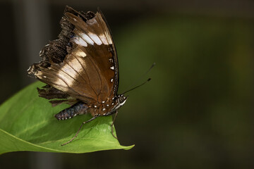 The beautiful butterfly on flower is show beauty wing in nature garden