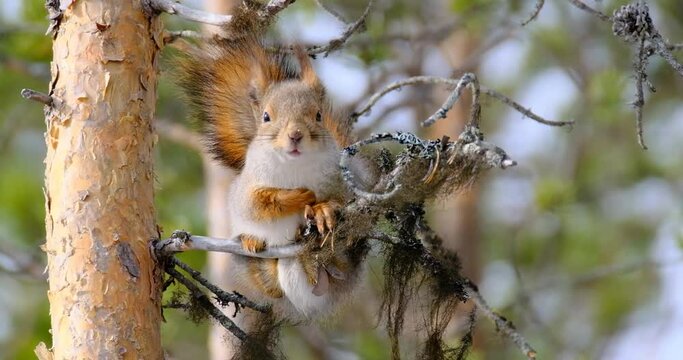 Sleepy red squirrel on a pine branch staring at you