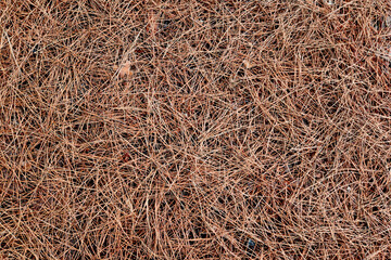 Stone pine needles spilled on the ground during a rain