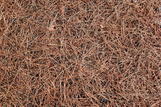 Stone pine needles spilled on the ground during a rain