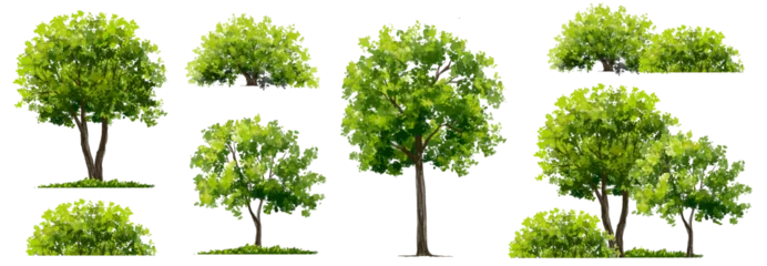 Rolgordijnen Vector watercolor green tree or forest side view isolated on white background for landscape and architecture drawing,elements for environment or garden,botanical element for exterior section in spring © Chanya_B