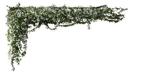 Plants ivy Vines on poles on transparent background