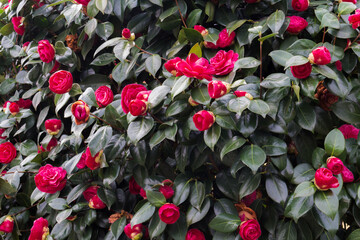 Blooming red camellia japonica with green leaves