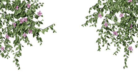 Obraz na płótnie Canvas ivy isolated on a transparent background