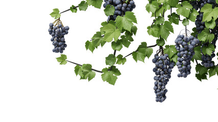 purple grape vine on a transparent background - obrazy, fototapety, plakaty
