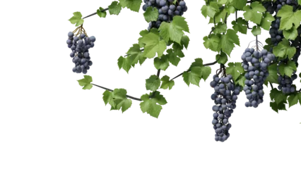 Fotobehang purple grape vine on a transparent background © Yoshikitaima