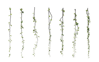 Collected vine isolated on transparent background - obrazy, fototapety, plakaty