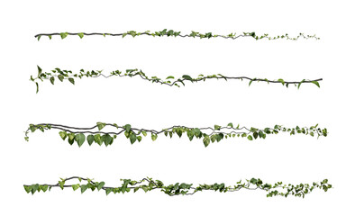 Obraz premium ivy plants isolated on transparent background 3d rendered