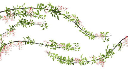 Beautiful curved pink flower vine on transparent background