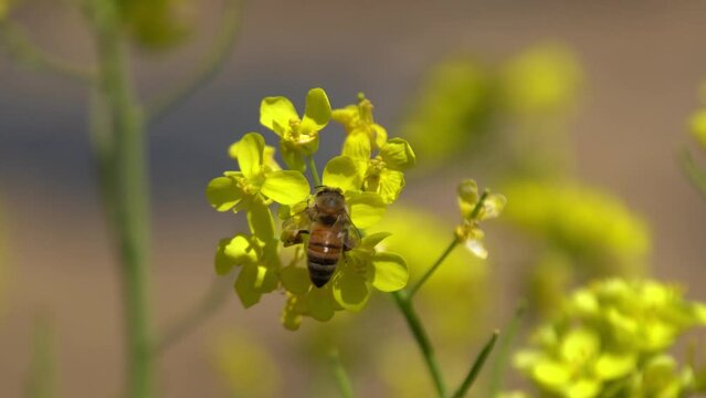 close up of Honey bee collecting nectar on yellow mustard flower 