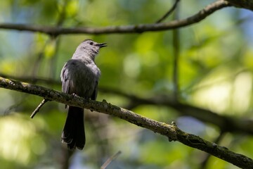 Low angle shot of a gray catbird perched on a tree branch in a field with a blurry background