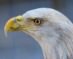 Portrait of a bald eagle in a zoo with a blurry background