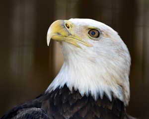 Portrait of a bald eagle in a zoo with a blurry background